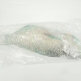 Parrot Fish